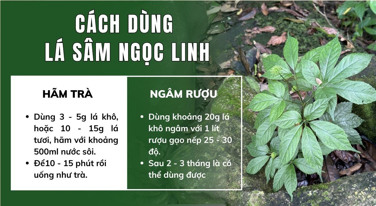 lá sâm Ngọc Linh TRIMICO
